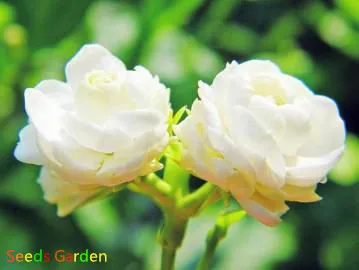 Popular!!!200 PCS/Lot Big white jasmine flower Plantas bonsai indoor plants for gardens |