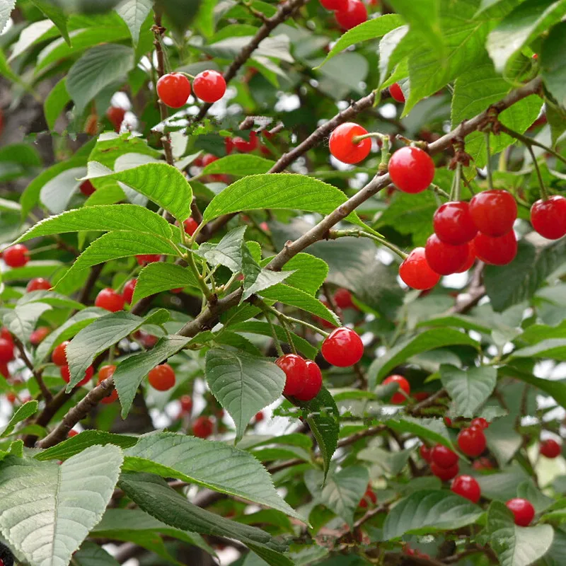 Tree Seeds Online Prunus Avium Wild Cherry 25 1 Packs