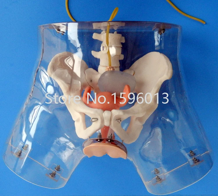 Transparent Female Catheterization Simulator, Urinary Catheterization model Transparent Female Catheterization Simulator, Urinary Catheterization model