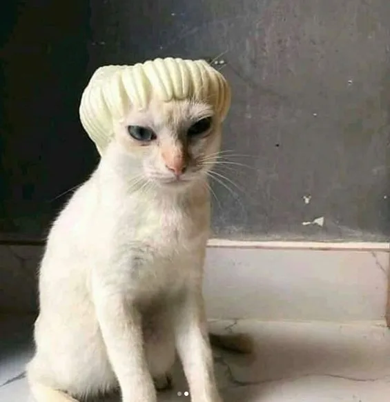 这都是什么神奇的猫?画师二次元化各种有趣猫图 八卦杂谈 模玩萌物 |趣动漫 这都是什么神奇的猫?画师二次元化各种有趣猫图- 趣动漫