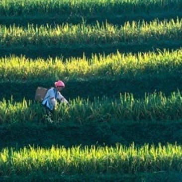 Zhuang Girl in the Rice Terrace  China Poster Print by Keren Su (36 x 24)