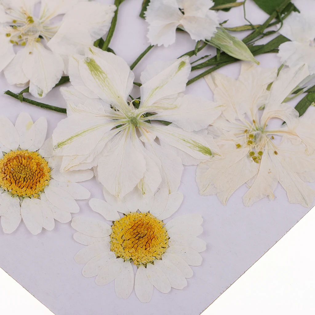 Multiple Real Pressed Flower Dried Flowers for Art Craft Scrapbooking Resin Jewellery Making Handmade Dried Flower Phone Case