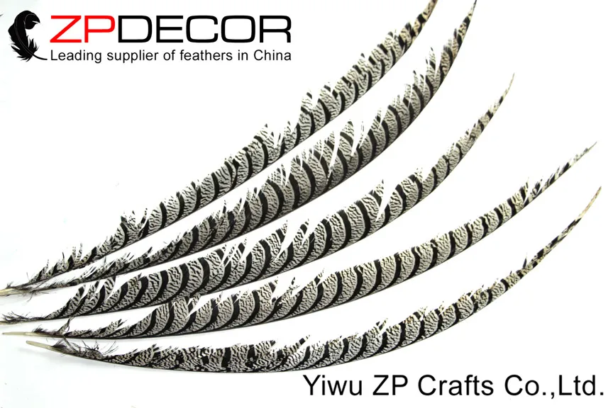 long Natural ZEBRA Lady Amherst Pheasant Tail Feathers (8)