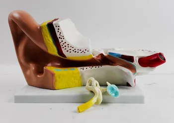 

Human Ear Structure Anatomical Model Human Ear Anatomy Showing Organs Structure of Central External Ears Medical Teaching Aids