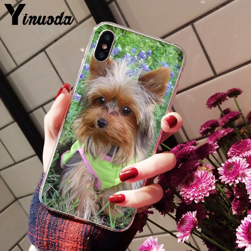 Yorkshire terrier dog