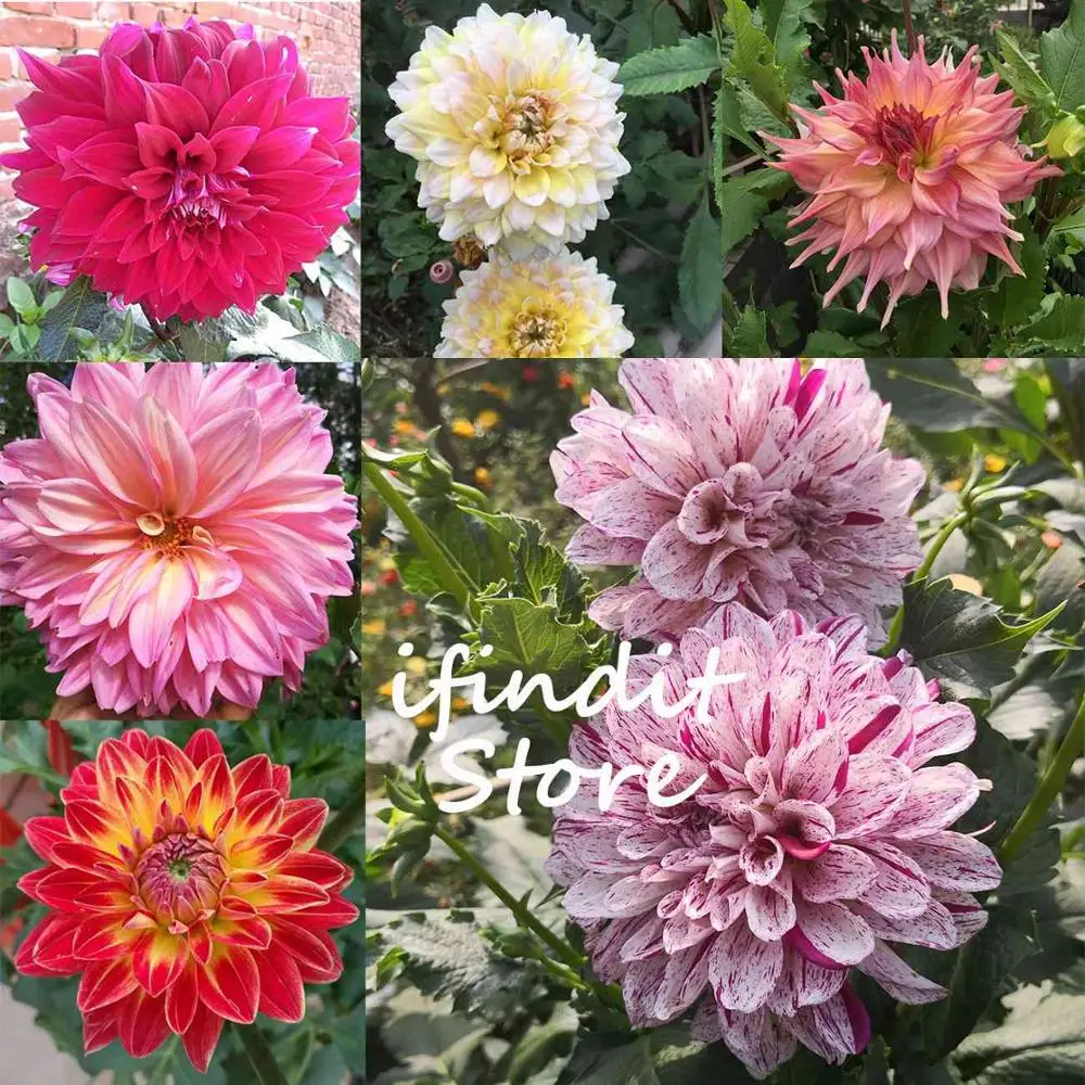 

50pcs Multi-Colored Dahlia Bonsai Purple Blue Beautiful Perennial Chinese Flower Plants Diy Home Garden Balcony Easy to Grow