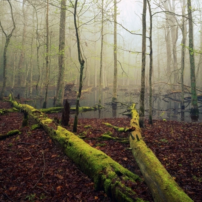 Fallen  Moss-Covered Trees  Bog With Mist  Filtered Sunlight  Cades Cove  Great Smoky Mountains National Park (13 x 17)