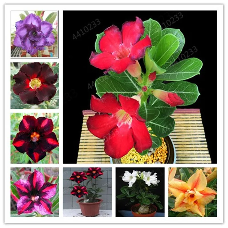 

100% True Adenium Obesum Bonsai Exotic Desert Rose Flowers Balcony Desert-Rose Bonsai MultiColor Petals Succulents Tree 1 Pcs
