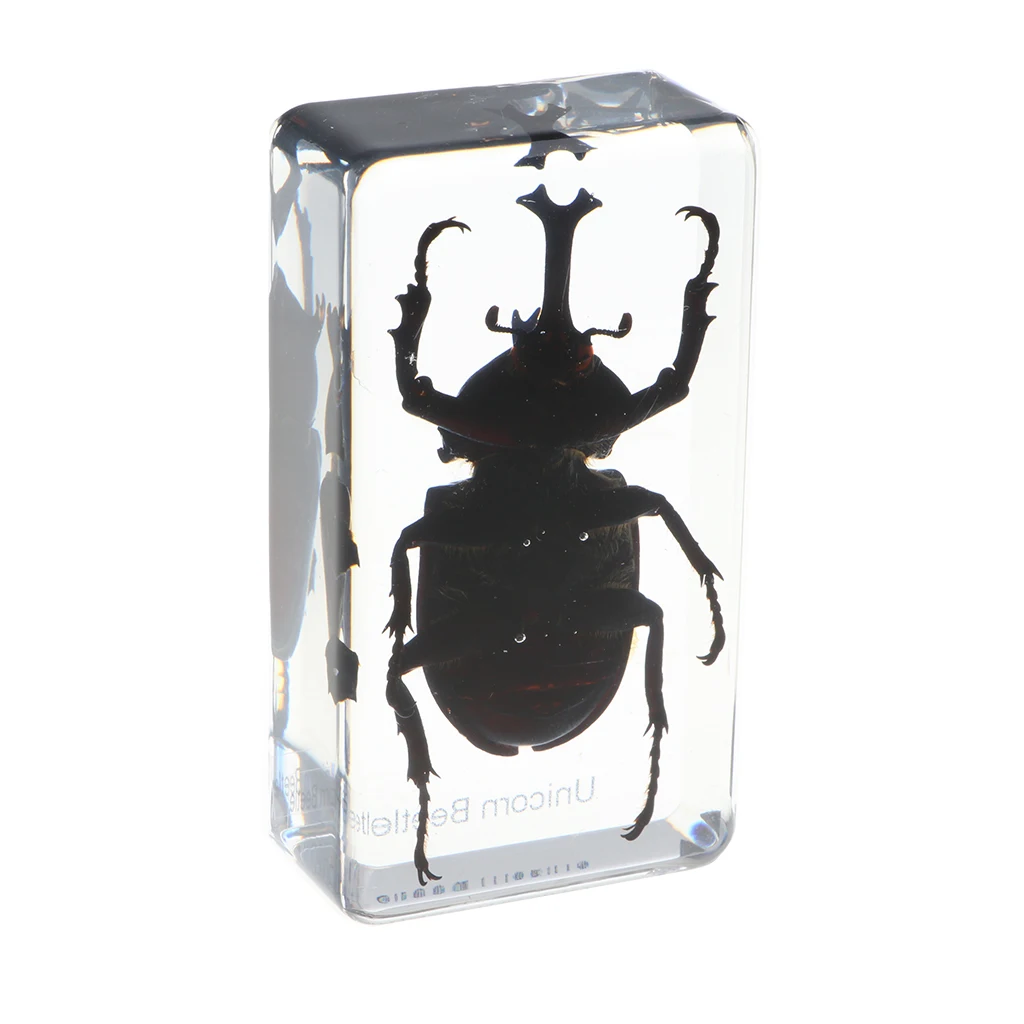 Insect Figure Model Toys Creative Sample Resin Specimen Kids Education Paperweight Collection Gift - Rhinoceros Beetle