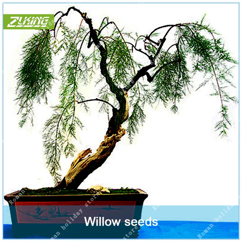 

ZLKING 20pcs Willow Tree Plant Bonsai Hardy Exotic Species Fast Growing Garden Plants Perennial Evergreen Plants