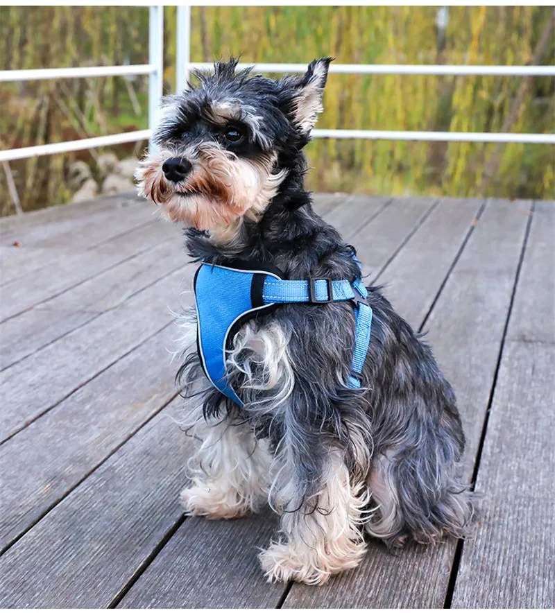 Dog Harness (13)