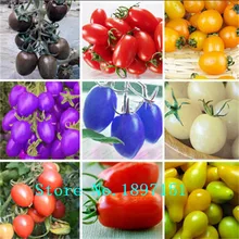 Big sale Bonsai Tomato seeds Mini Cherry Potted Sweet Fruit Vegetable seeds Organic Fresh 100 seeds/pack