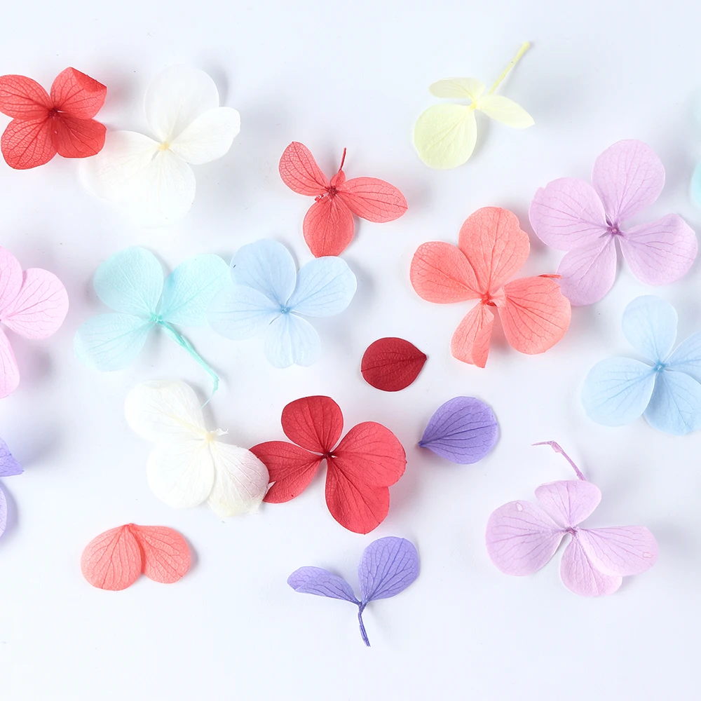 dried flowers 05