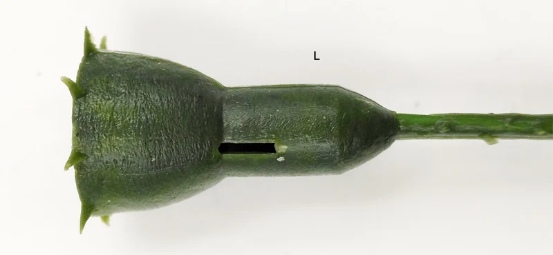 ms plastic stem 11