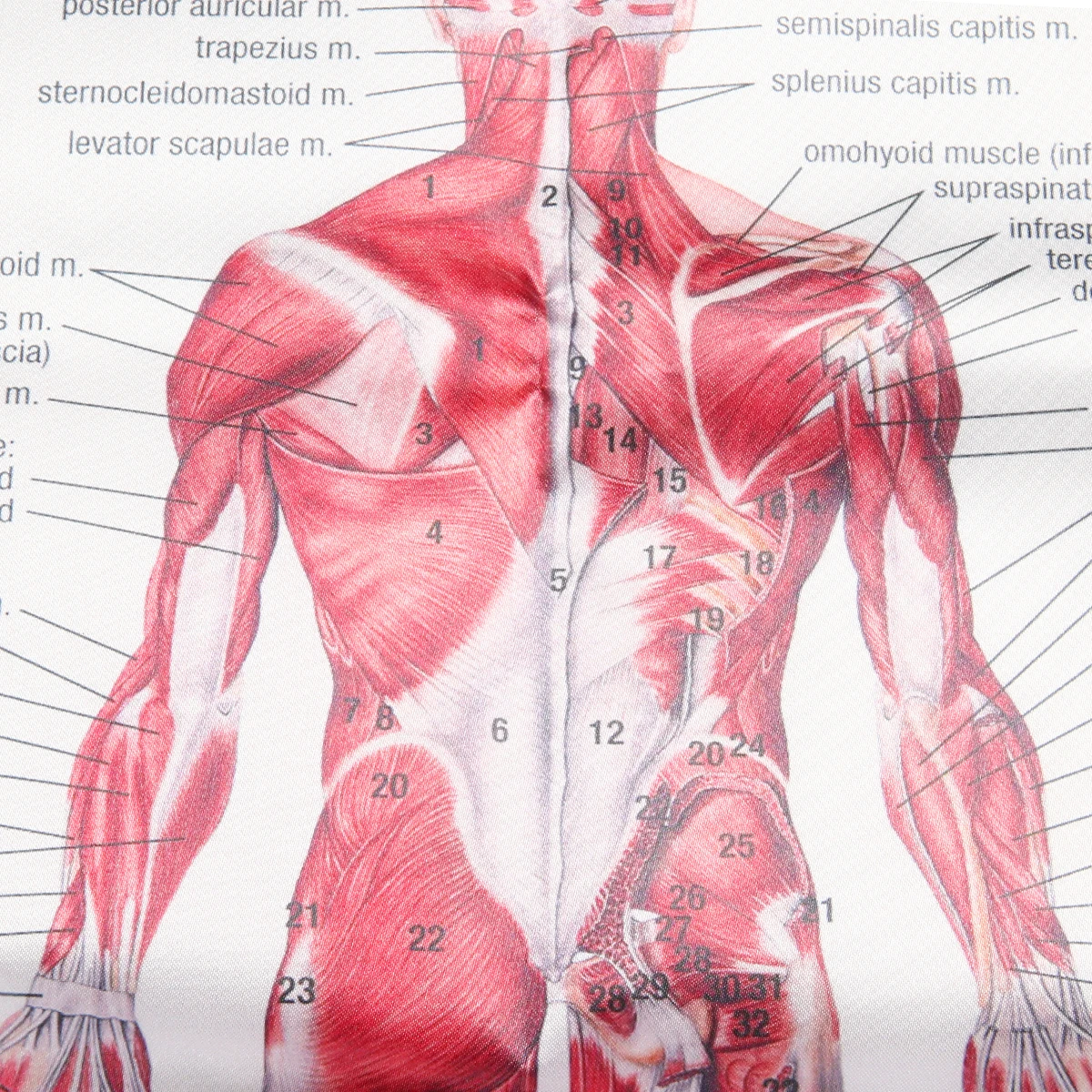 Human Anatomy Muscles System Art Poster Body Educational Chart Printed Picture for Medical Classroom Study Decor