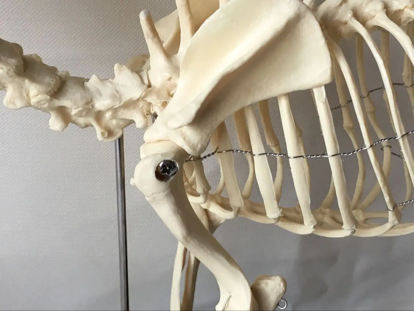 Собачий скелет, ветеринарный инструмент для обучения, модель собаки