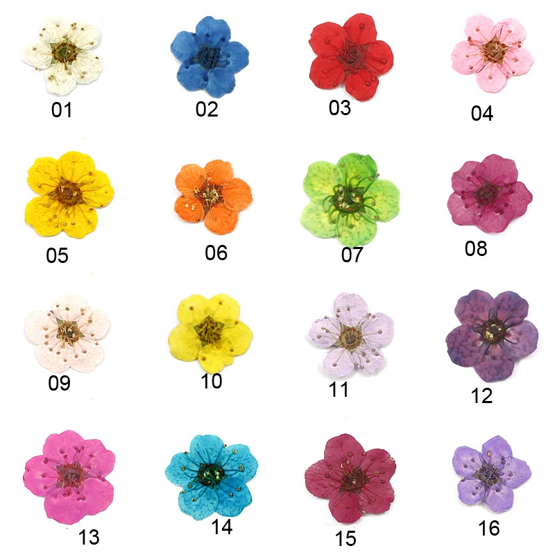 

20pieces 0.5-0.9cm little Narcissus Natural Dried Flowers Pressed Herbarium Flower Decorative Crafts glass globe filler findings