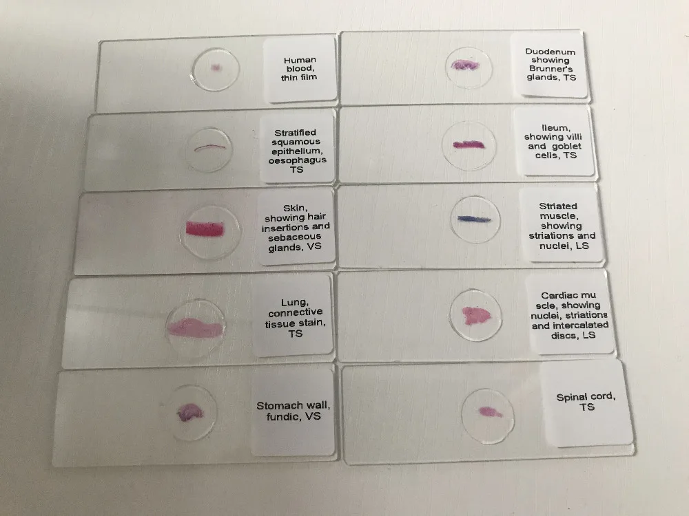 histology prepared slides (7)