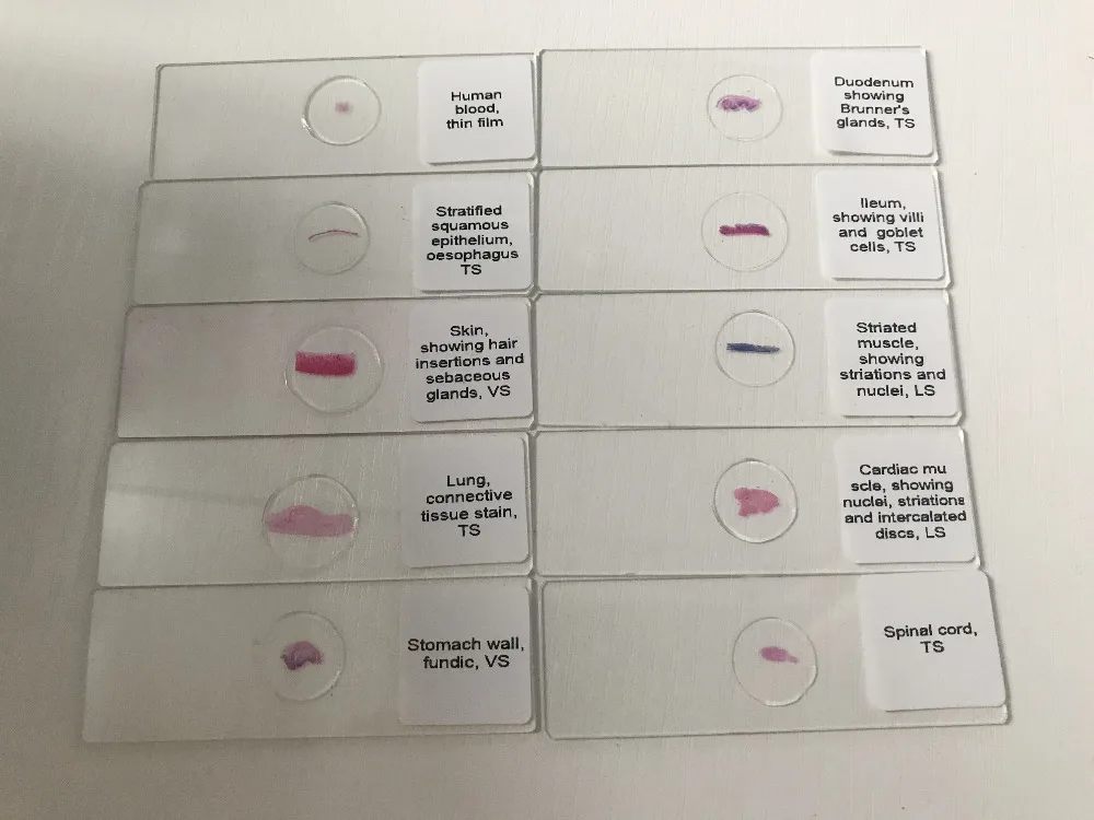 25 шт. базовый научный ГИСТОЛОГИЧЕСКИЙ набор слайдов Обучающие готовые ГИСТОЛОГИЧЕСКИЙ микроскоп слайды