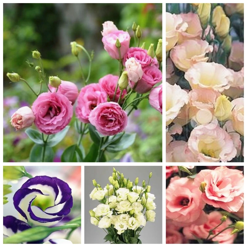 

100 Pcs Colorful Eustoma Bonsai, CheapOutdoor Potted Balcony Flower, Eustoma Home Garden Lisianthus For Flore Pot Planters