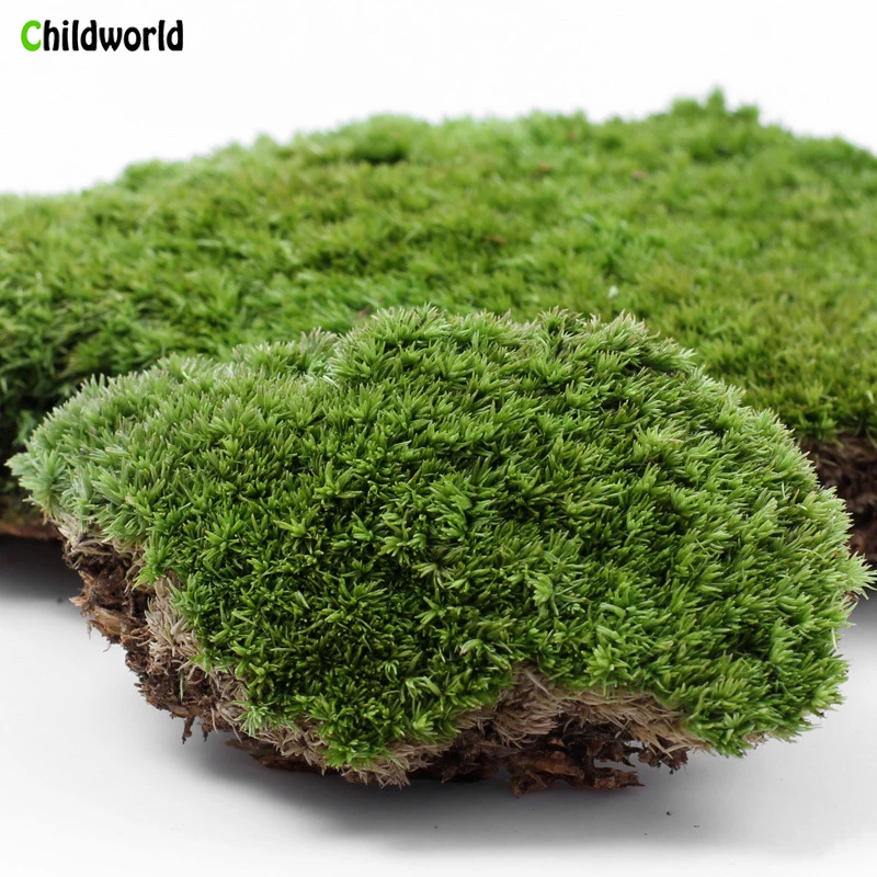 Micro Landscape Plant Moss Fresh Moss Natural Growth Mini Ecological ...