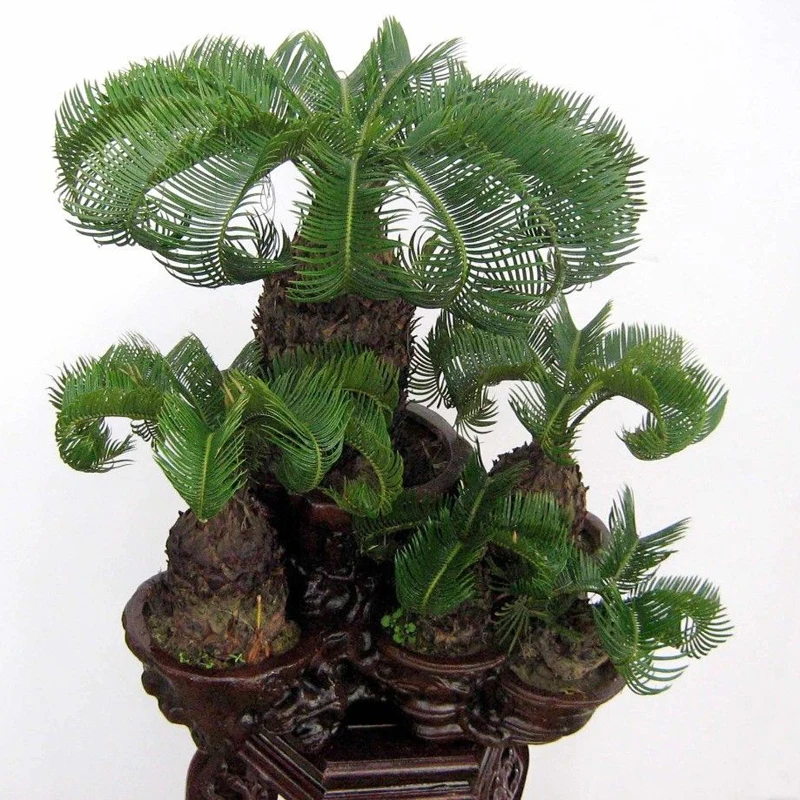 

20 pcs/bag Blue Cycas bonsai, Sago Palm Tree plant,Cycas Tree bonsai,the budding rate 97% rare potted plant for home garden