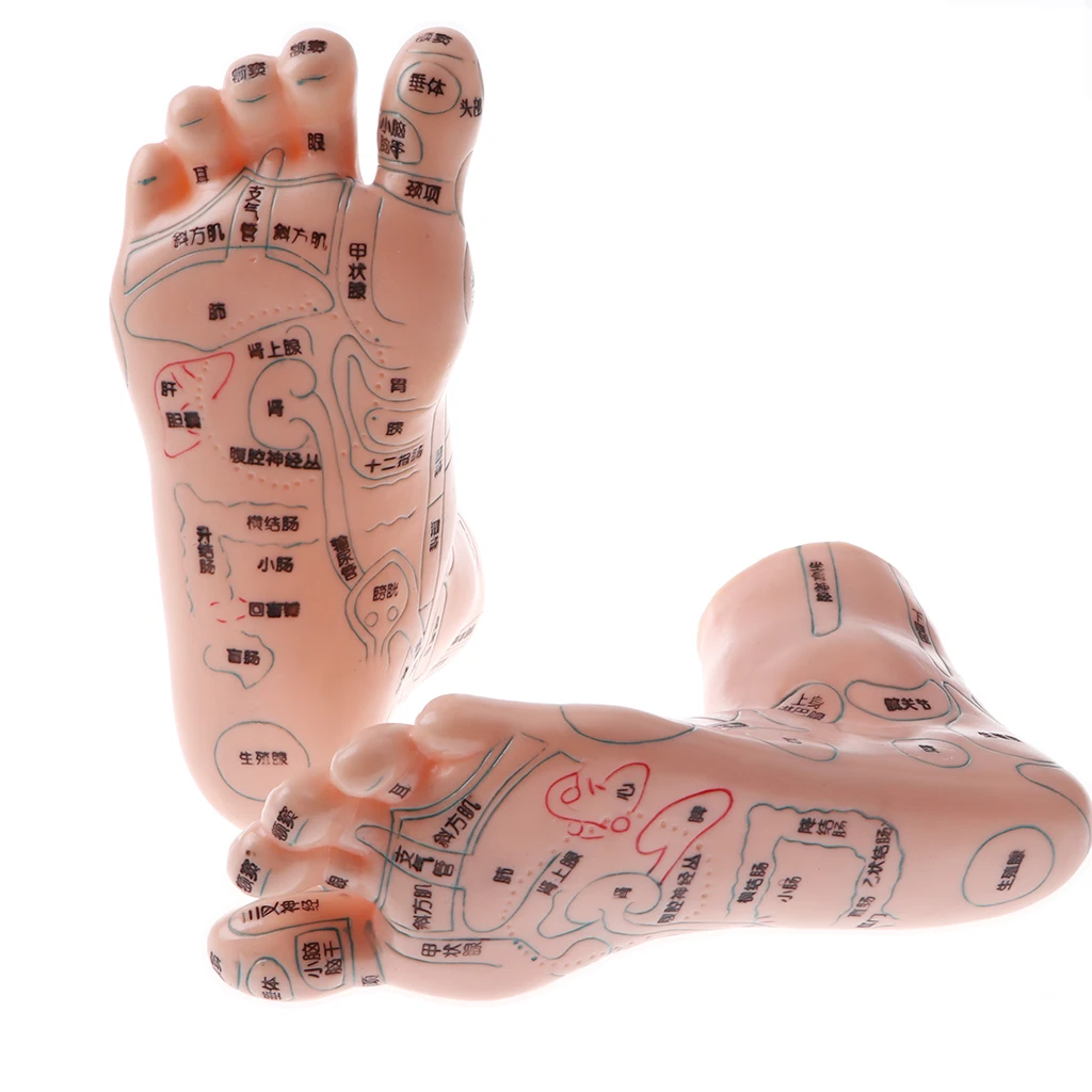 2 Pair 19cm Human Feet Model - Massage Acupuncture Reflexology Acupoint Medicine Learnin Study Kit