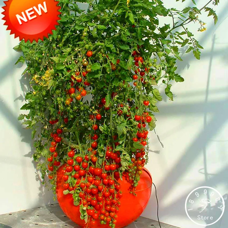Бестселлер! красный жемчуг томат бонсай, фрукты и овощи в горшках мини томатные балконные растения для домашнего сада 100 шт./лот,# ZJ441