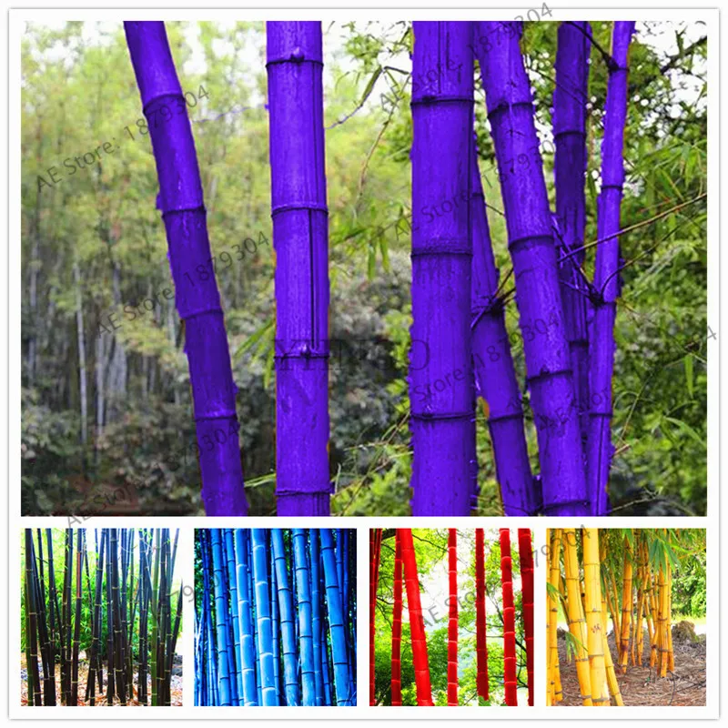 Aliexpress com Buy 20 Pcs bag Bamboo bonsai Rare Giant Aliexpress com Buy 20 Pcs bag Bamboo bonsai Rare Giant