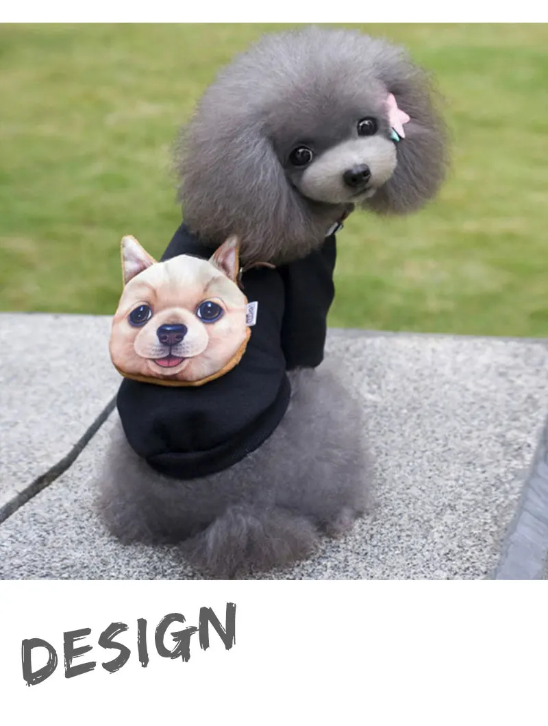 coat winter dog chihuahua