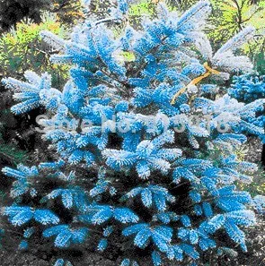 Picea Pungens Blue Diamond Picea Pungens Blue Diamond