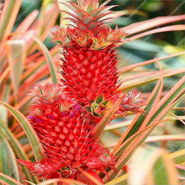 2017 New Pineapple plants 100 Pcs/Bag Dwarf Pineapple