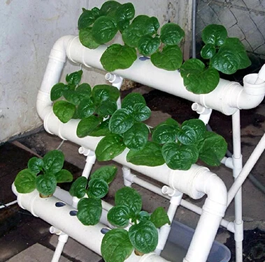 Period flooding 21pcs of net cup Hydroponics system NFT with Nutrient Film Technique (NFT) PVC pipe plant pot plant nursery pot