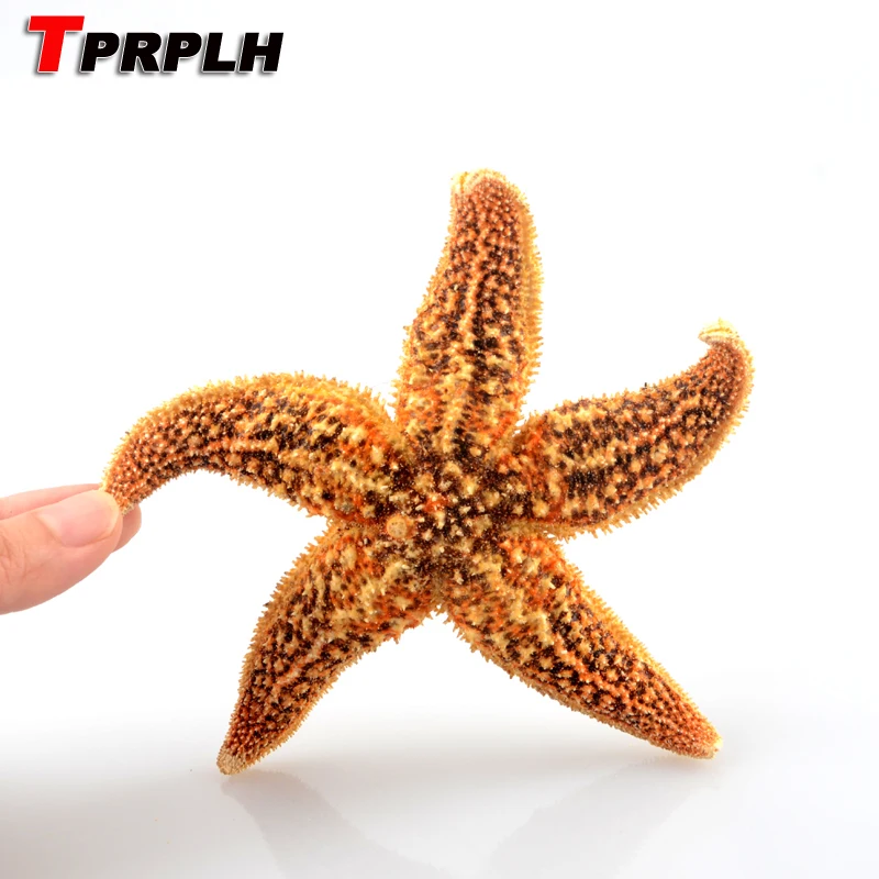 

TPRPLH 10Pcs/Lot Natural Thorn Starfish Home Decoration Aquarium Decoration Beige Micro Landscape Decoration