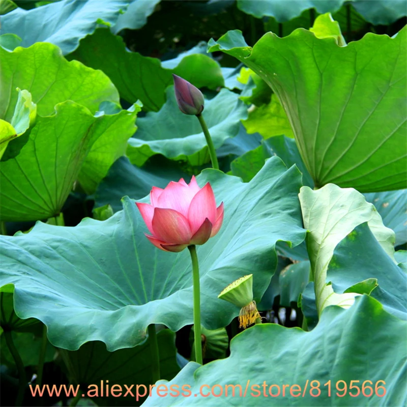 Lotus leaf powder weight loss