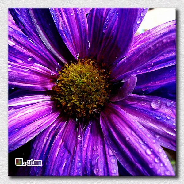 Тоник для волос фиолетовый. Семена капуста цветная "пурпурная". Фиолетовый пурпл. Фиолетовый зал. Комната в фиолетовом цвете.