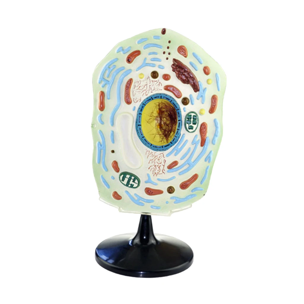 

Plant Cell Model Anatomical Model Plant Cell Model Biomedical Model