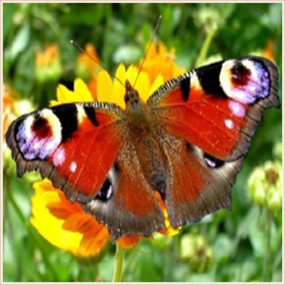 

new year DIY 5D Diamond Embroidery Diamond Mosaic Butterfly square Diamond Painting Cross Stitch Kits Home Decoration