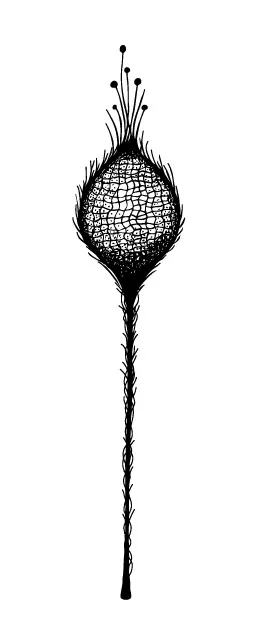 

thistle Transparent Clear Stamps for DIY Scrapbooking/Card Making/Kids Christmas Fun Decoration Supplies