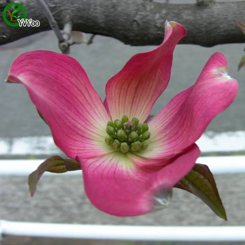 Pink Kousa Dogwood seeds Bonsai Flower Plant Seeds Very Fragrant 30 Particles / lot x003in