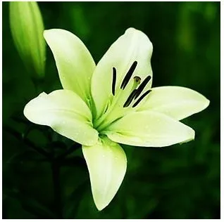 New Perfume Lily Seeds, 100pcs/pack
