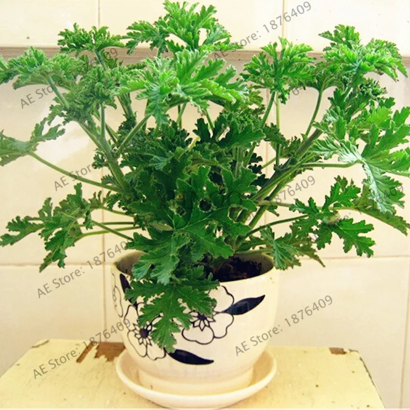 100 Pcs/bag Mosquito Repelling Grass bonsai Mosquito Killer Sweetgrass flores Garden and Home Hurb Plant easy planting 100 Pcs/bag Mosquito Repelling Grass bonsai Mosquito Killer Sweetgrass flores Garden and Home Hurb Plant easy planting