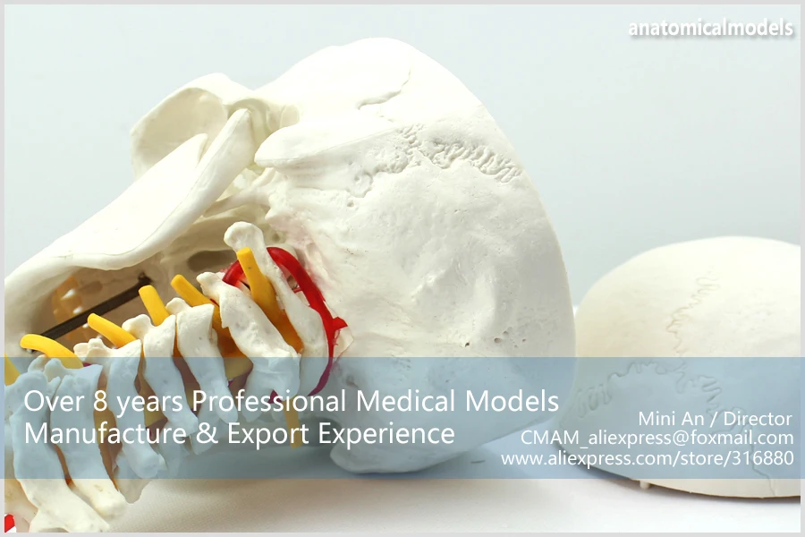 12332 cmam-skull06 человеческого черепа на шейных позвонков/позвоночник анатомическая модель, Медицинские товары преподавания анатомические