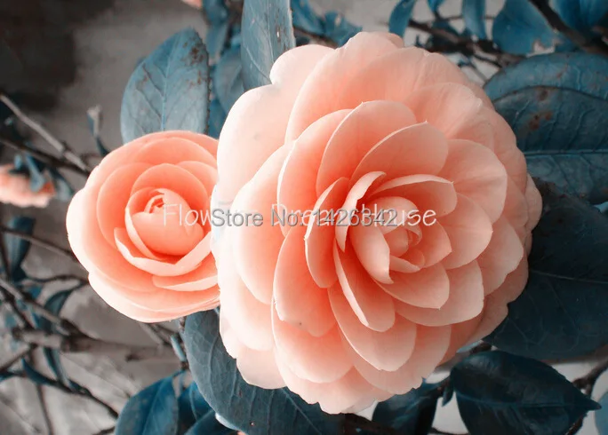 Orange pink camellia japonica flower seeds 50pcs camellia seeds bonsai  sementes de flores for flower pots planters | AliExpress