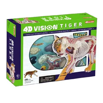 

4D Master medical TIGER ANATOMY MODEL skull skeleton anatomical model teeth model with esqueleto humano anatomia