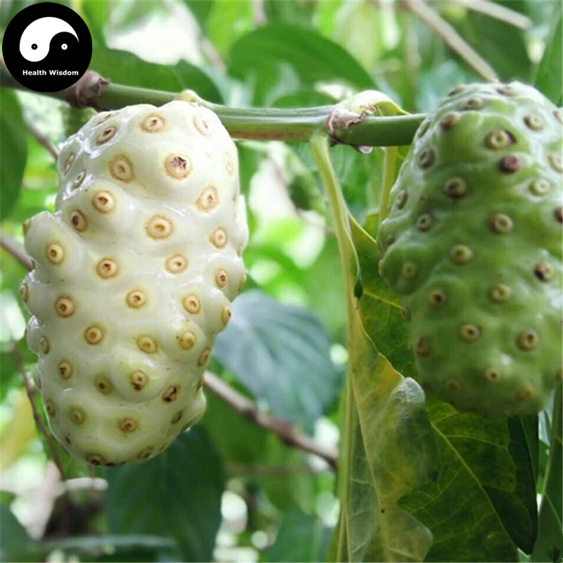 

Buy Noni Fruit Semente 100pcs Plant Morinda Citrifolia For Fruit Nhan Nuo Li