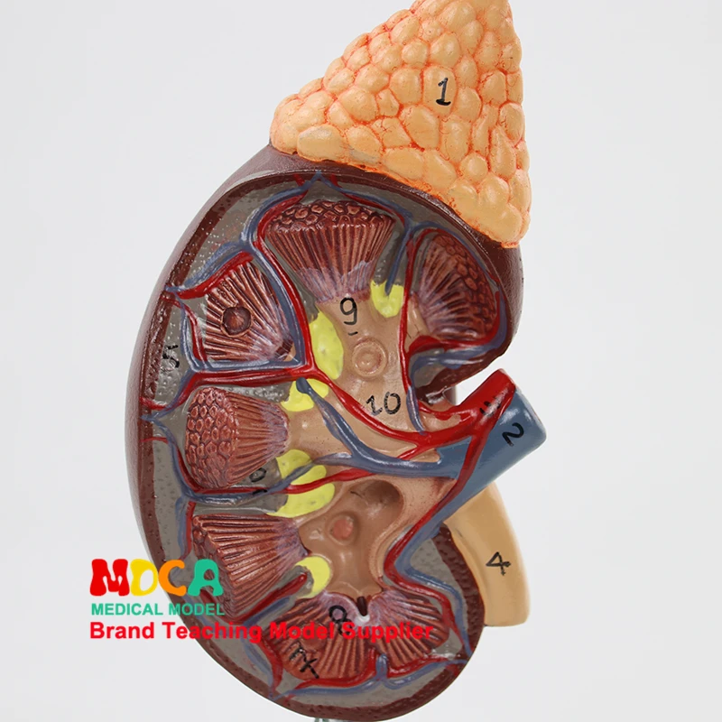 Медицинское обучение мочевой системы и почечной структуры для естественной большой модели почек в урологическом отделении человека MSZ002