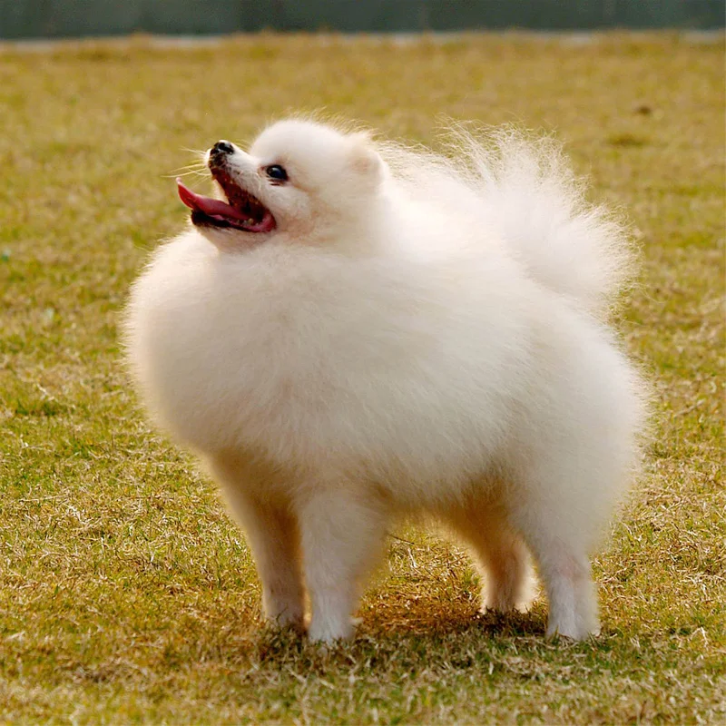 Diamond painting pomeranian dog 5d diamond art full square diamond
