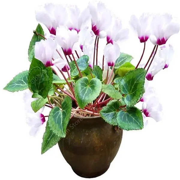 

100 Pcs Cyclamen Bonsai Mixed Indoor Potted Flower Plants Perennial Flowering Plants For Balcony Garden Bonsai Natural Growth