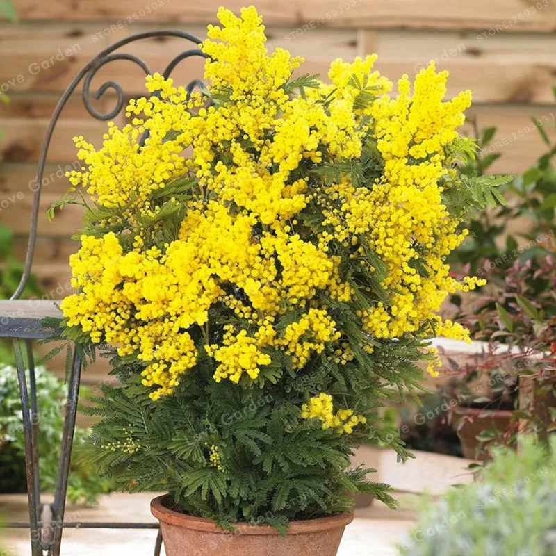 Goedkoop 30 stks partij Geel Mimosa Bloem Bonsai Tuin Bonsai Potplanten DIY Decoratieve Tuin Landschapsarchitectuur Home Garden Gemakkelijk Groeien